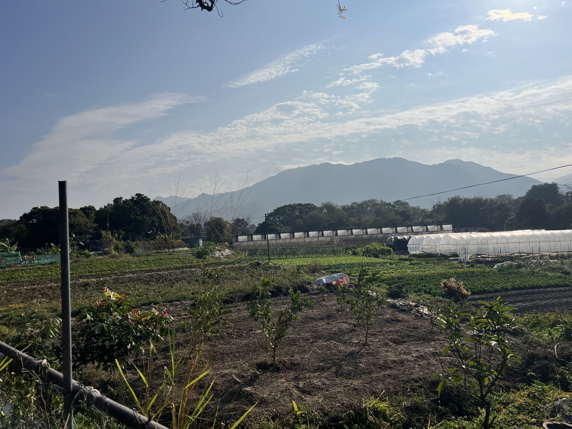 【綠色食材】深入錦田有機農場：尋找點綴精緻到會的本地食用花